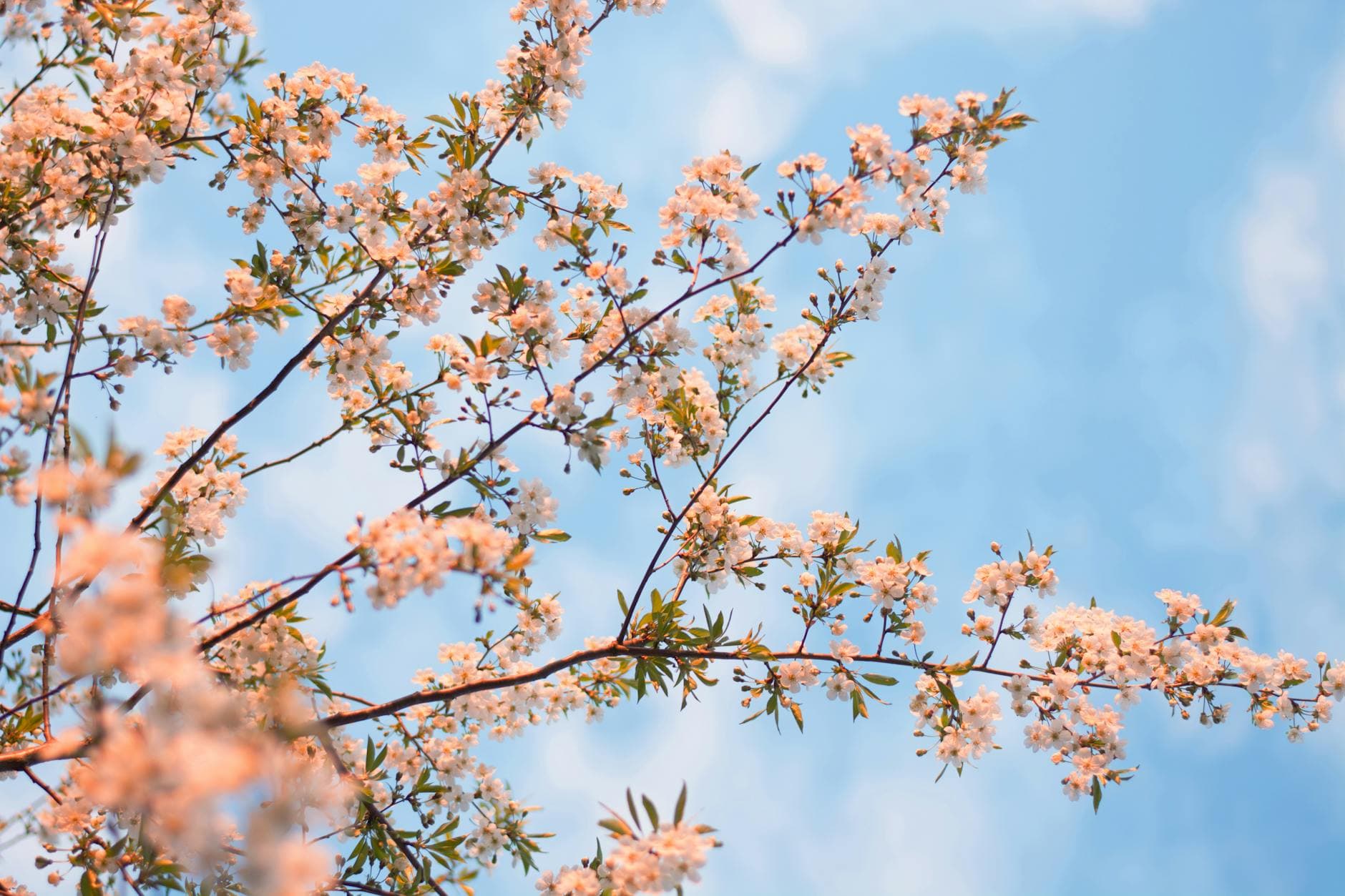 Vibrant spring blossoms on tree branches against a clear blue sky, capturing the essence of the season. - spring sadness relief