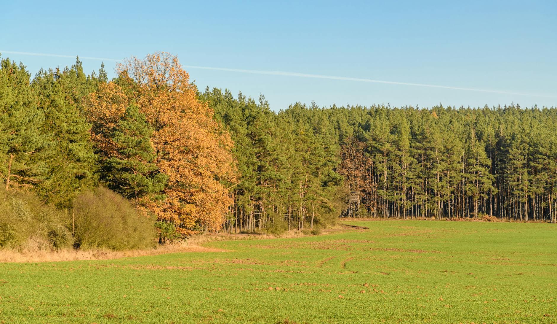 Tranquil autumn forest edge with vibrant trees and open green field under clear sky. - therapist for seasonal mood shifts