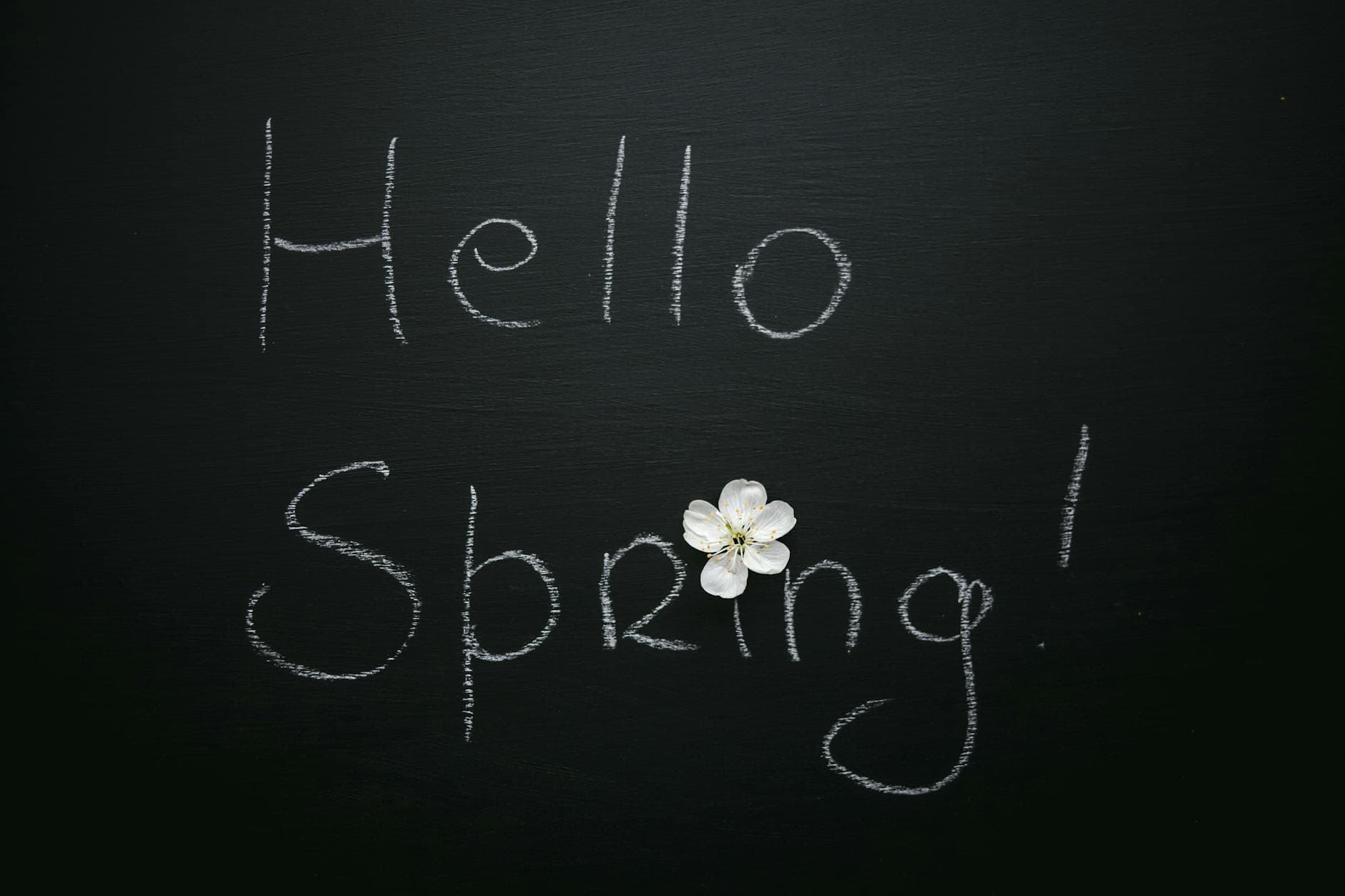 Hello Spring title with blossoming white flower with gentle petals and pleasant aroma on black background - mental decluttering spring