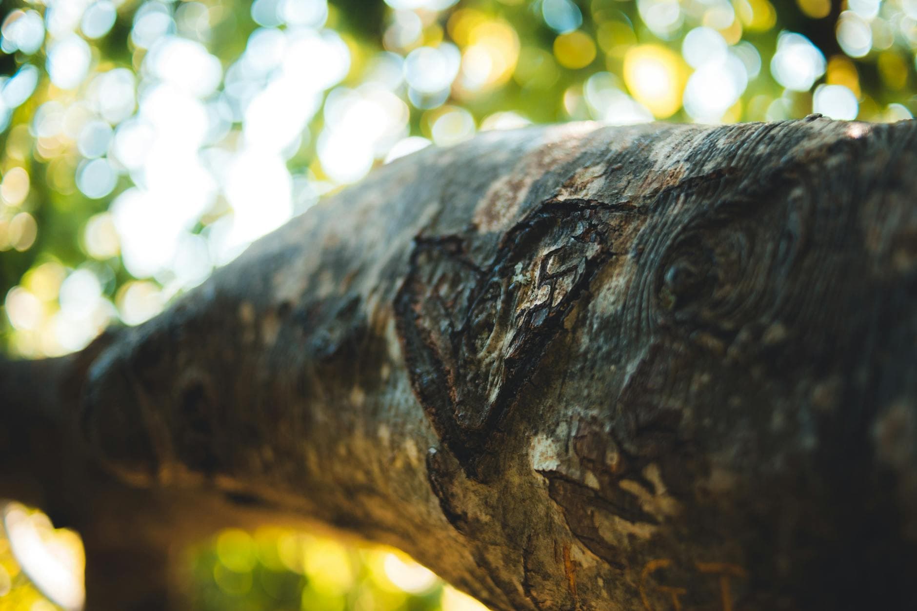 A detailed view of a heart shape carved into a tree trunk with bokeh background. - emotional organization