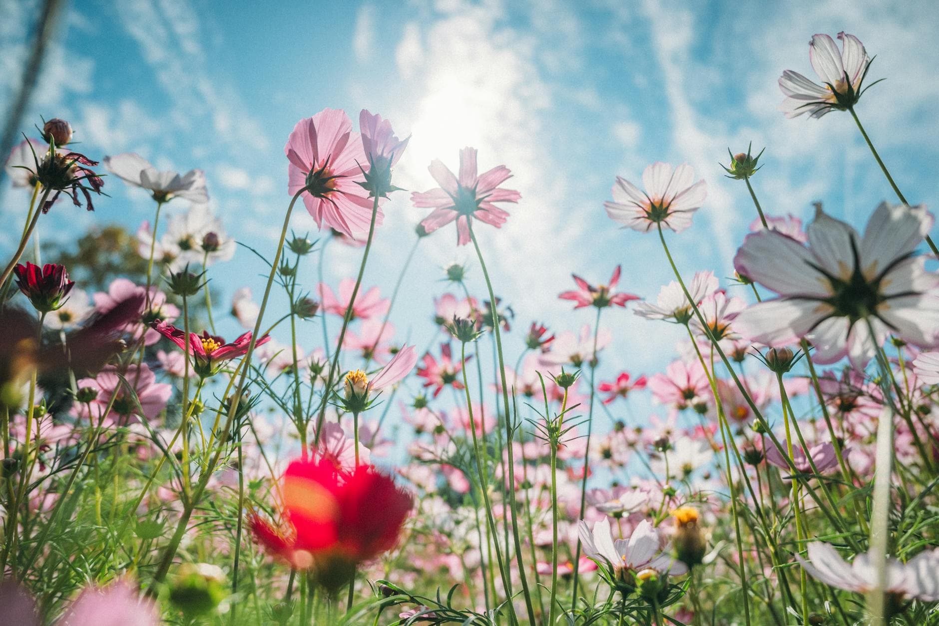Low-angle view of vibrant cosmos flowers with a sunny background and clear blue sky. - spring anxiety tips