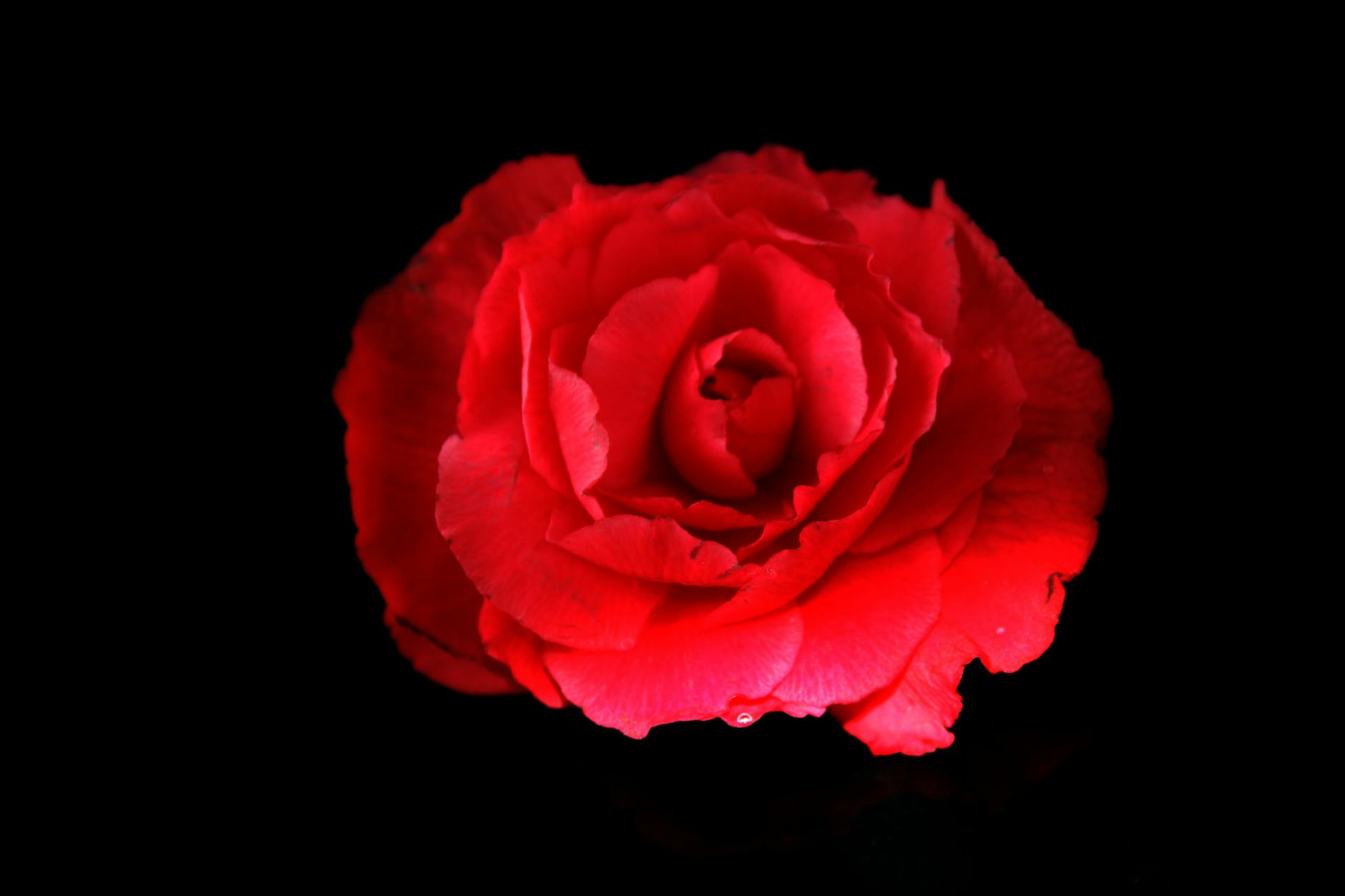 Close-up of a vibrant red rose with detailed petals on a dramatic black background, perfect for nature visuals. - single parent valentine's day