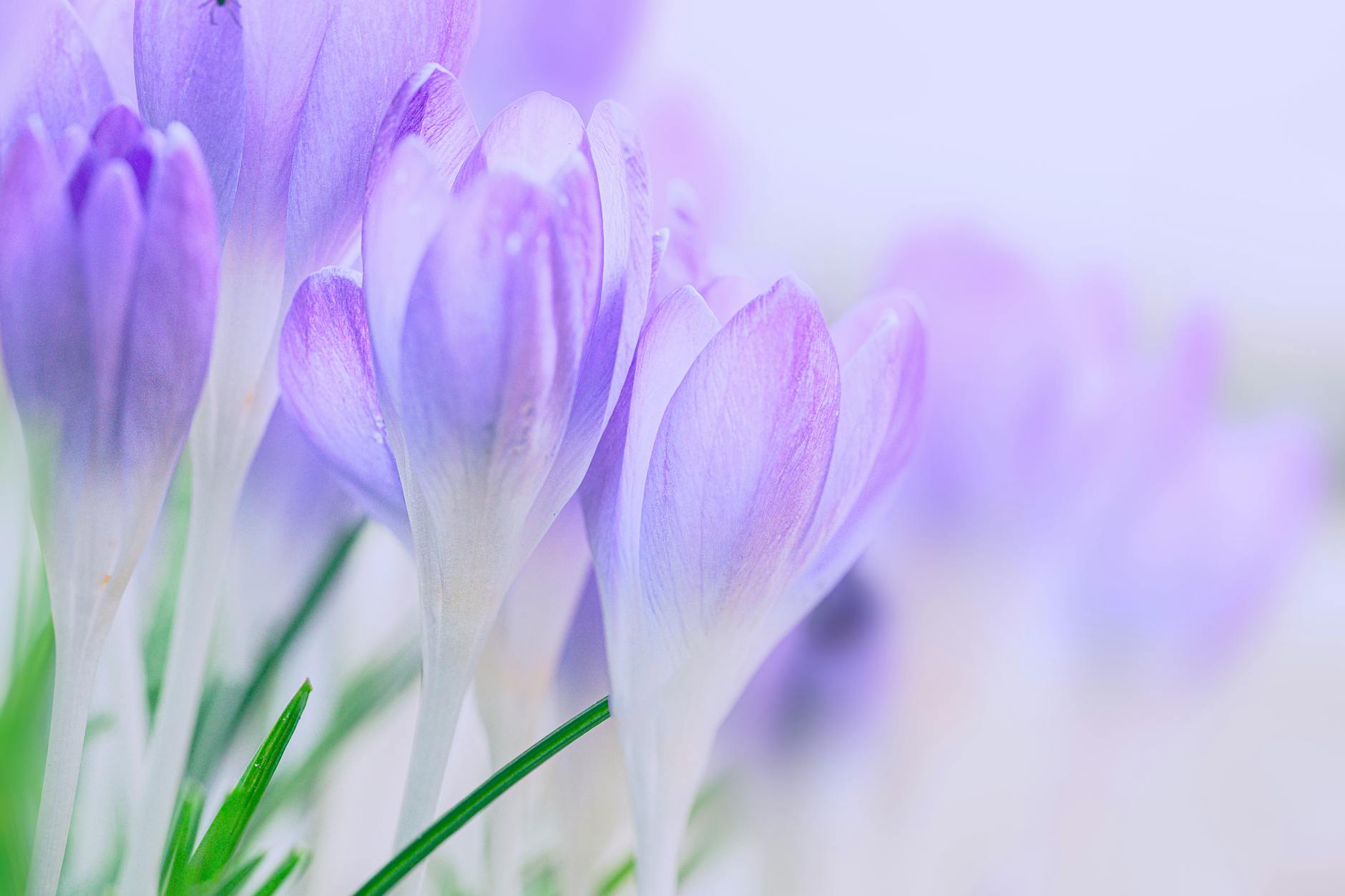 Beautiful close-up of purple crocus flowers blooming, capturing nature's vibrant colors. - allergies mood focus