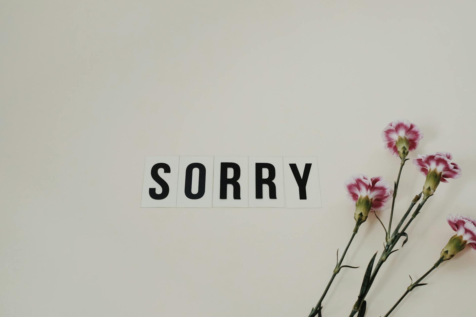 Word 'SORRY' displayed with pink carnations on a white background - how to apologize