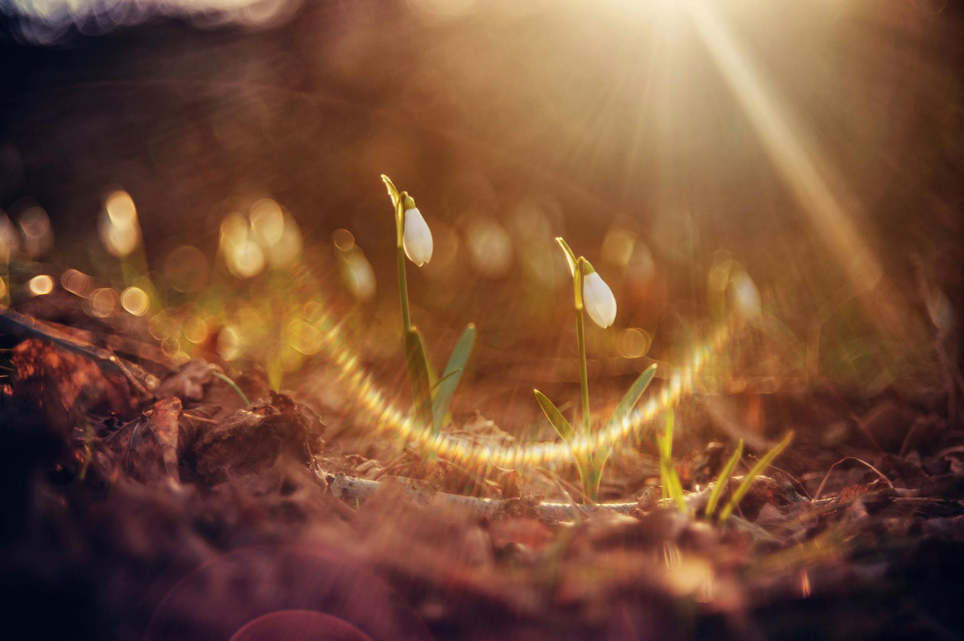 A close-up of snowdrops blooming with sunrays, symbolizing the arrival of spring. - sad spring sunlight