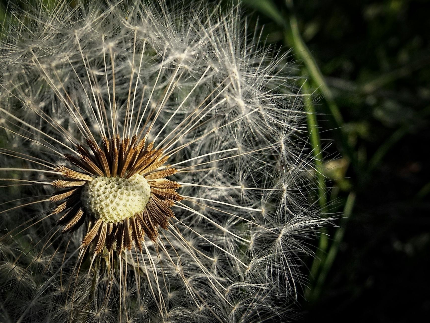 A detailed macro photograph showcasing the intricate beauty of a dandelion with seeds ready to disperse. - spring allergy parenting