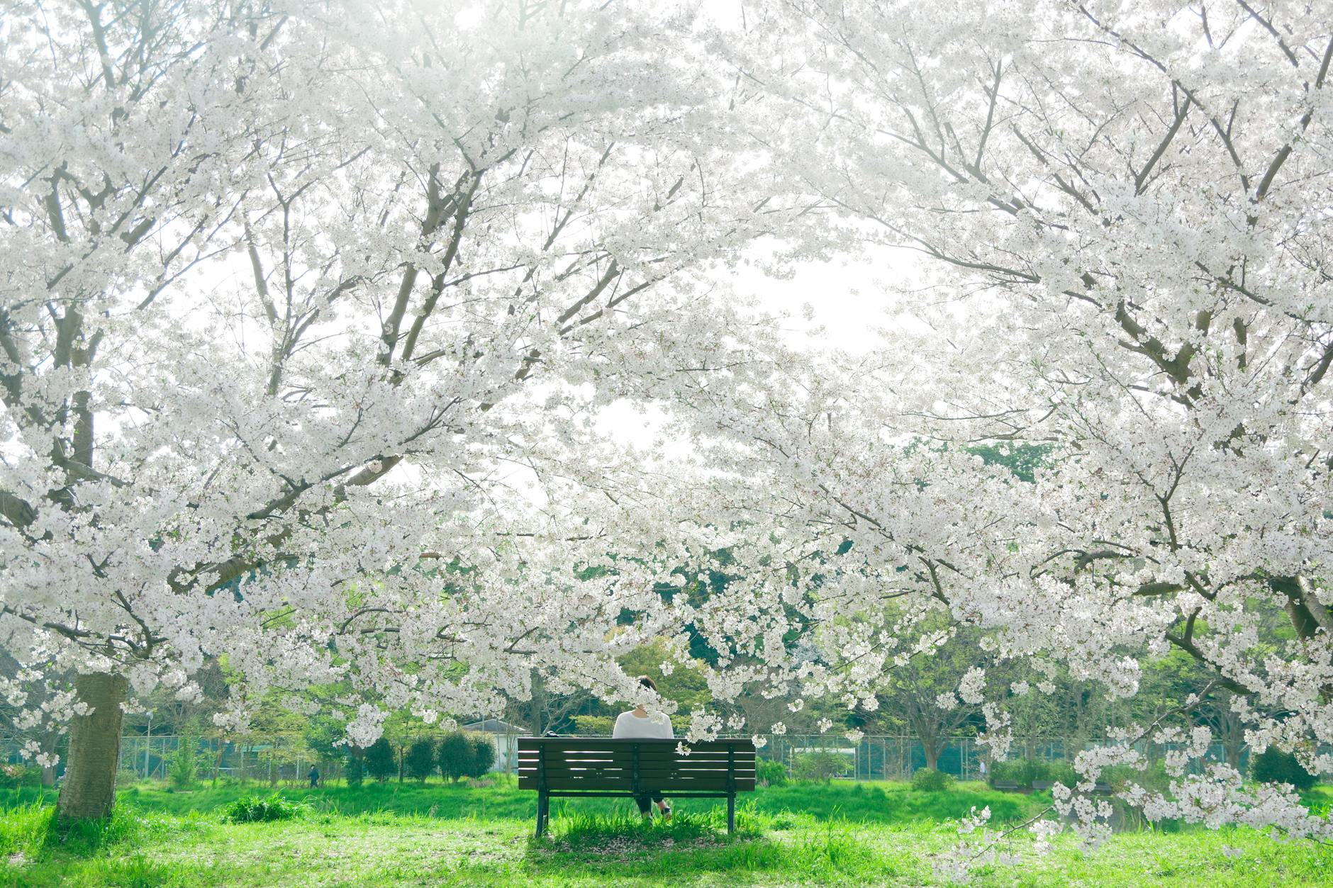 A woman peacefully sitting under blooming cherry blossoms in a park during spring. - spring depression therapy