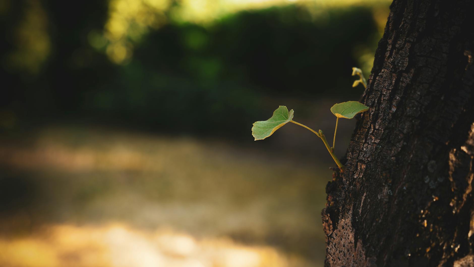 A small plant emerges from a tree trunk in a sunlit forest, symbolizing new growth. - spring growth spurt communication