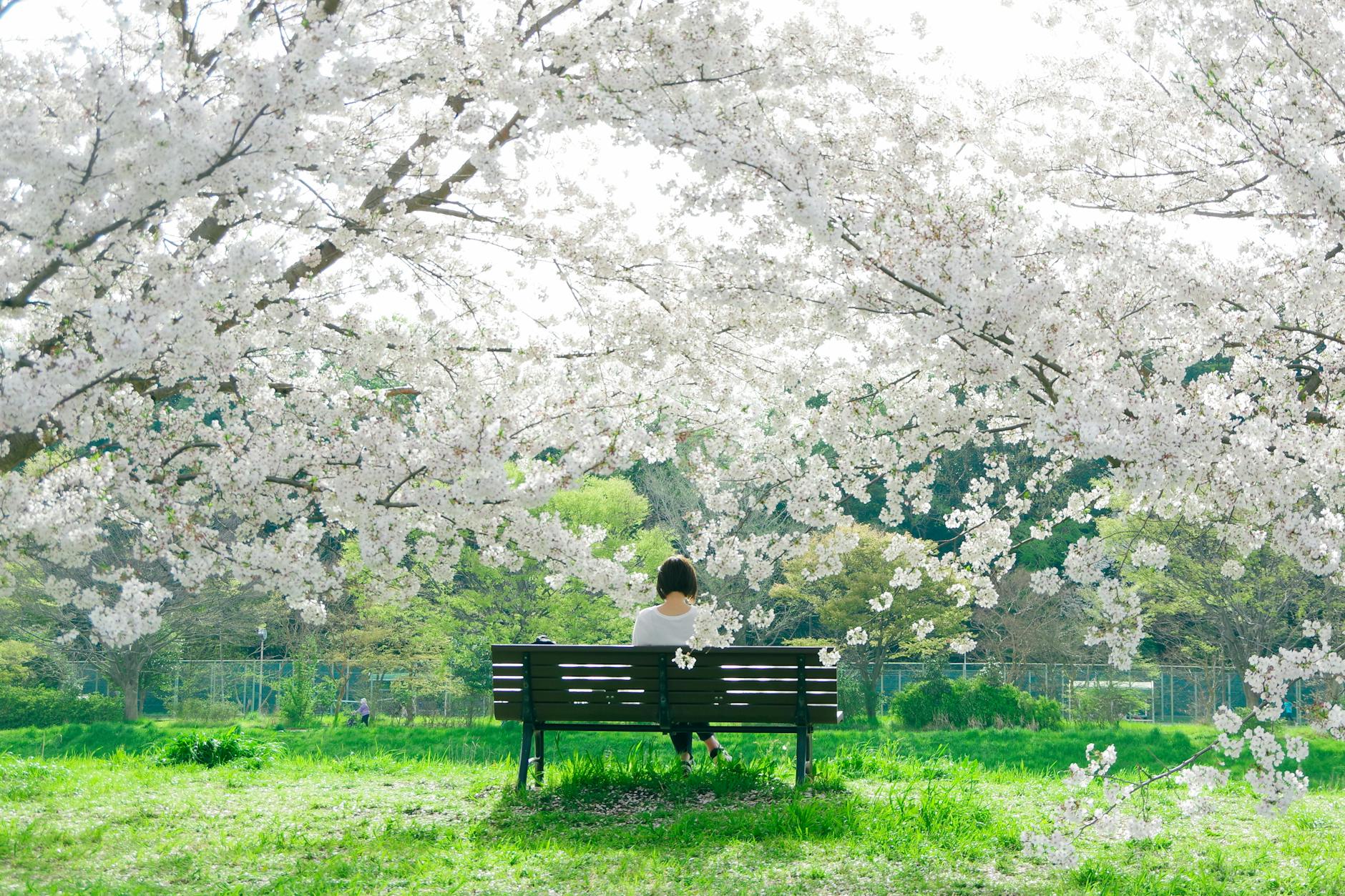 A serene spring scene of a woman sitting on a bench beneath cherry blossoms in a park. - spring mood boost