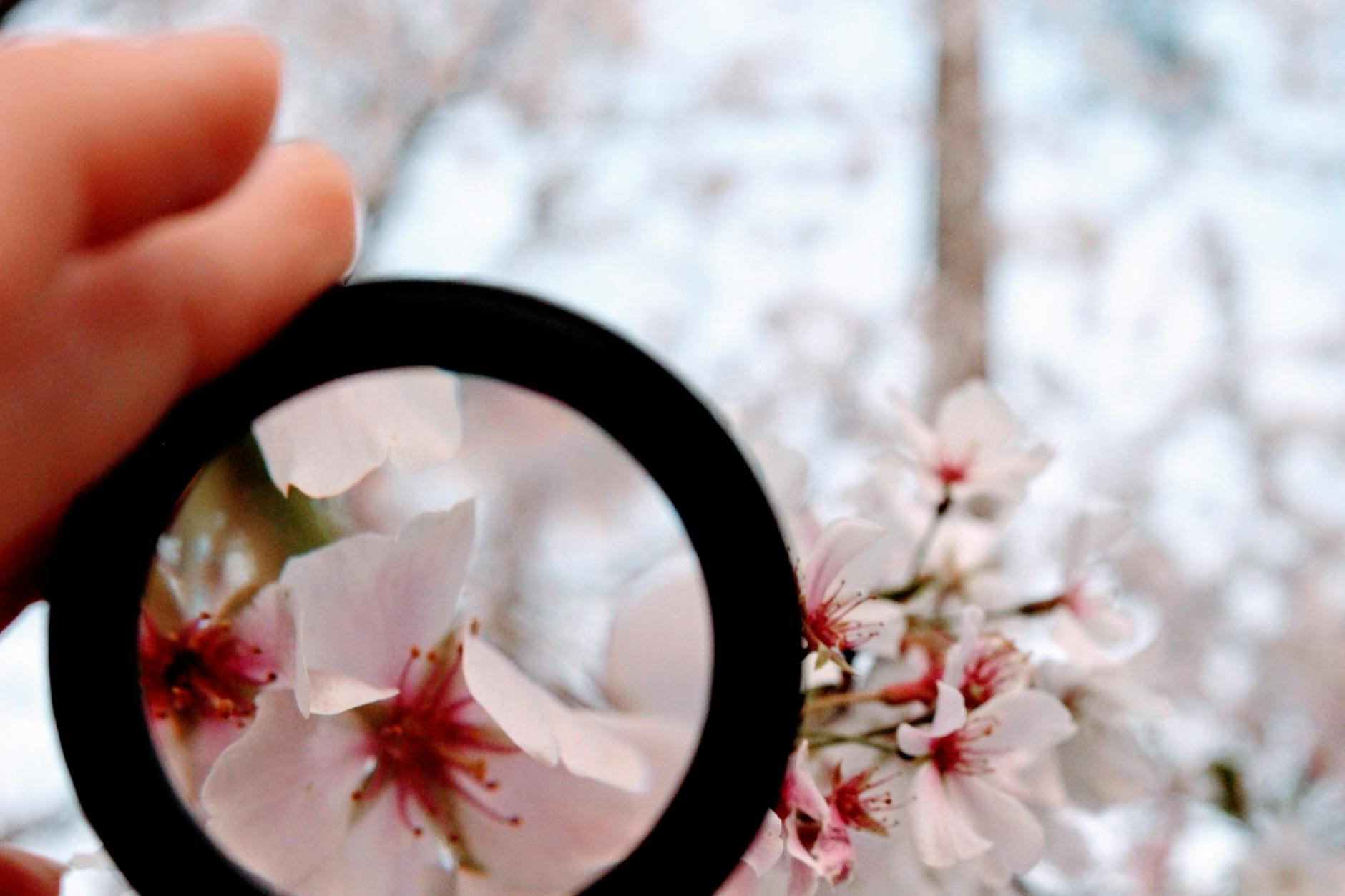 Beautiful close-up of a blooming flower magnified. Captures nature's intricate details. - spring therapy search