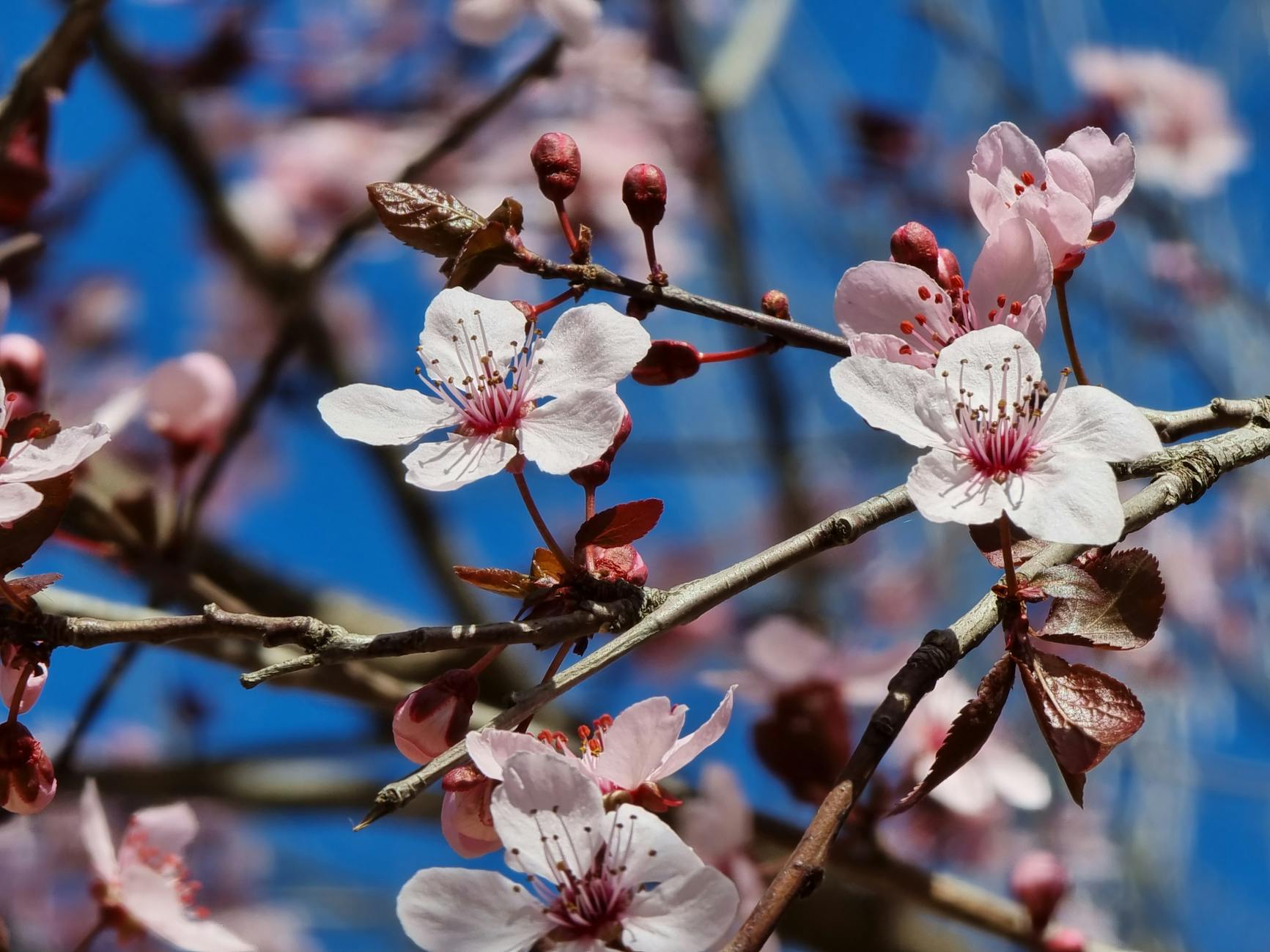 Close-up of pink cherry blossoms on a branch against a vivid blue sky, showcasing spring beauty. - teen spring allergies