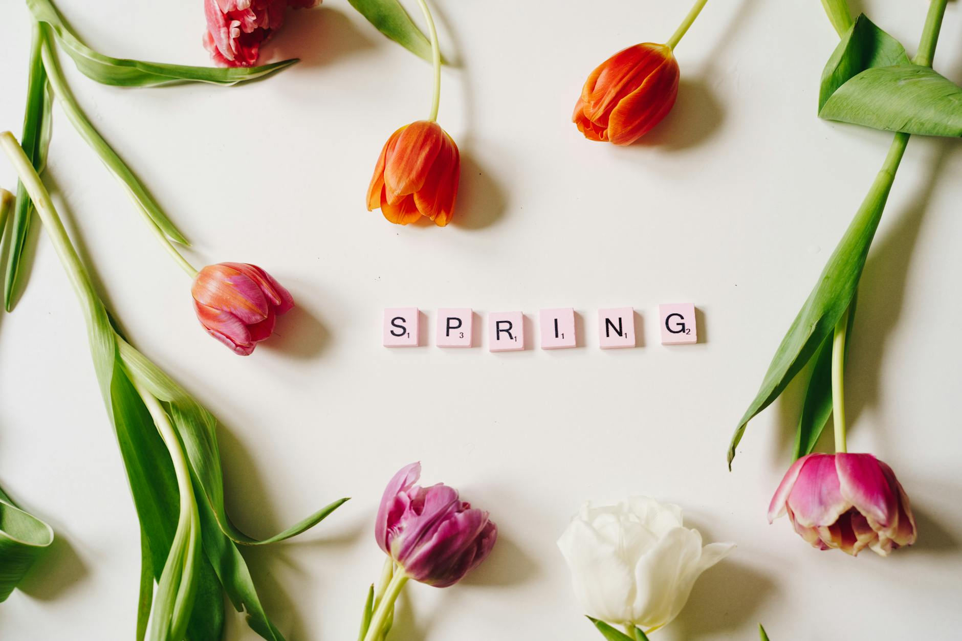 Flat lay of colorful tulips framing 'SPRING' spelled with Scrabble tiles on a white background. - cbt for spring anxiety