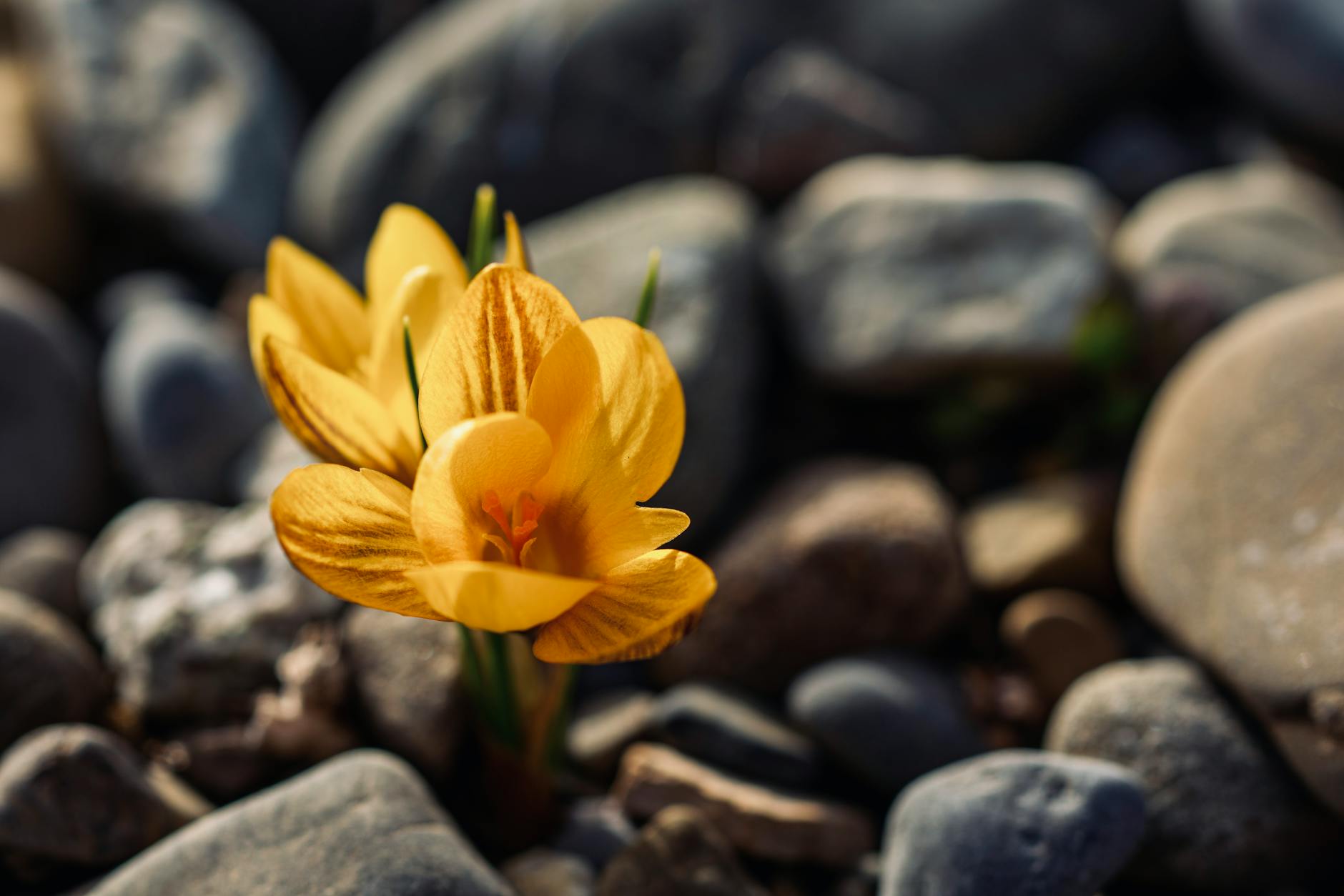 Bright blossoming flowers with gentle petals growing among rough stones in sunlight on blurred background - mental resilience spring