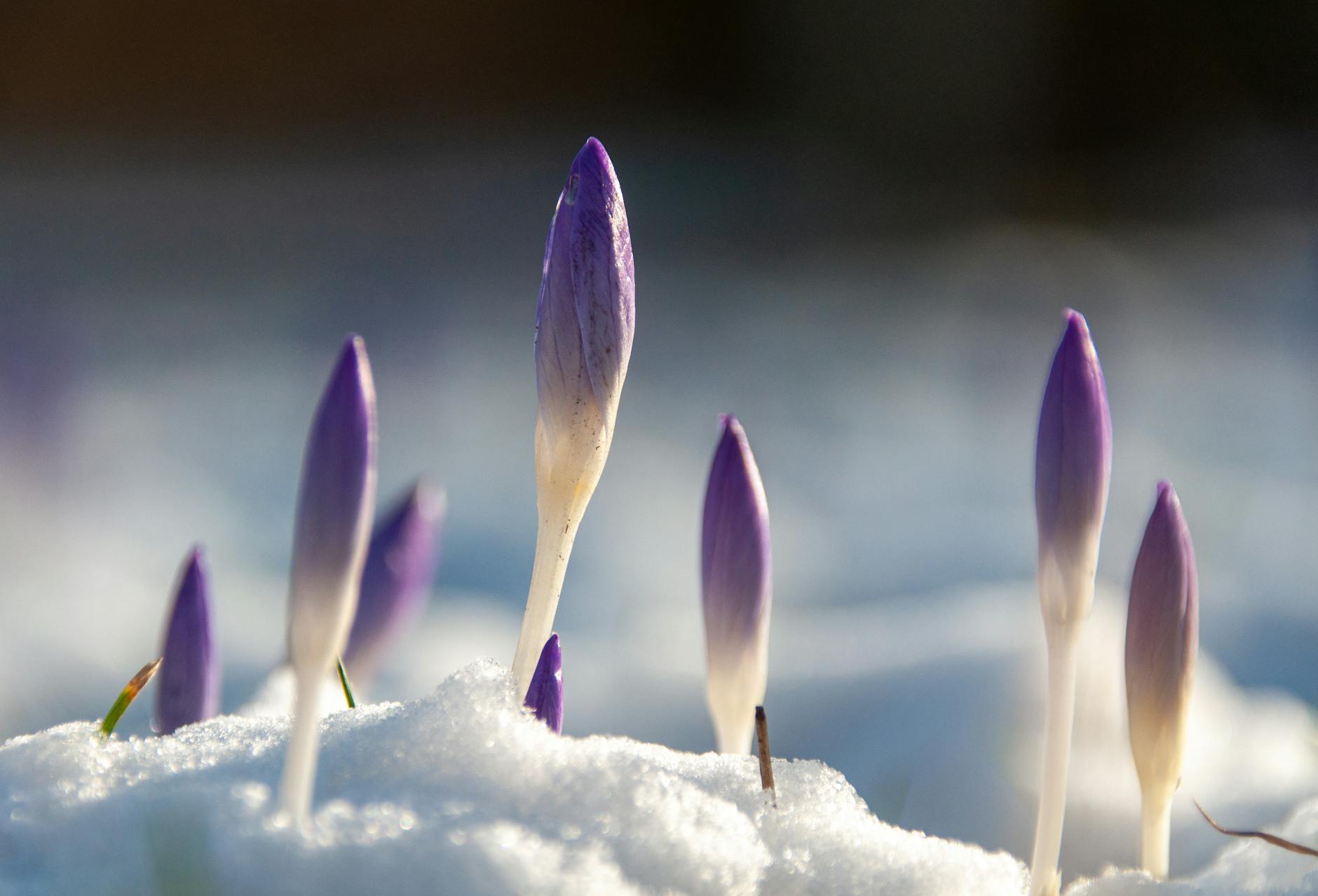 Close-up of purple crocus flowers sprouting through snow, symbolizing new beginnings and spring's arrival. - mental resilience spring