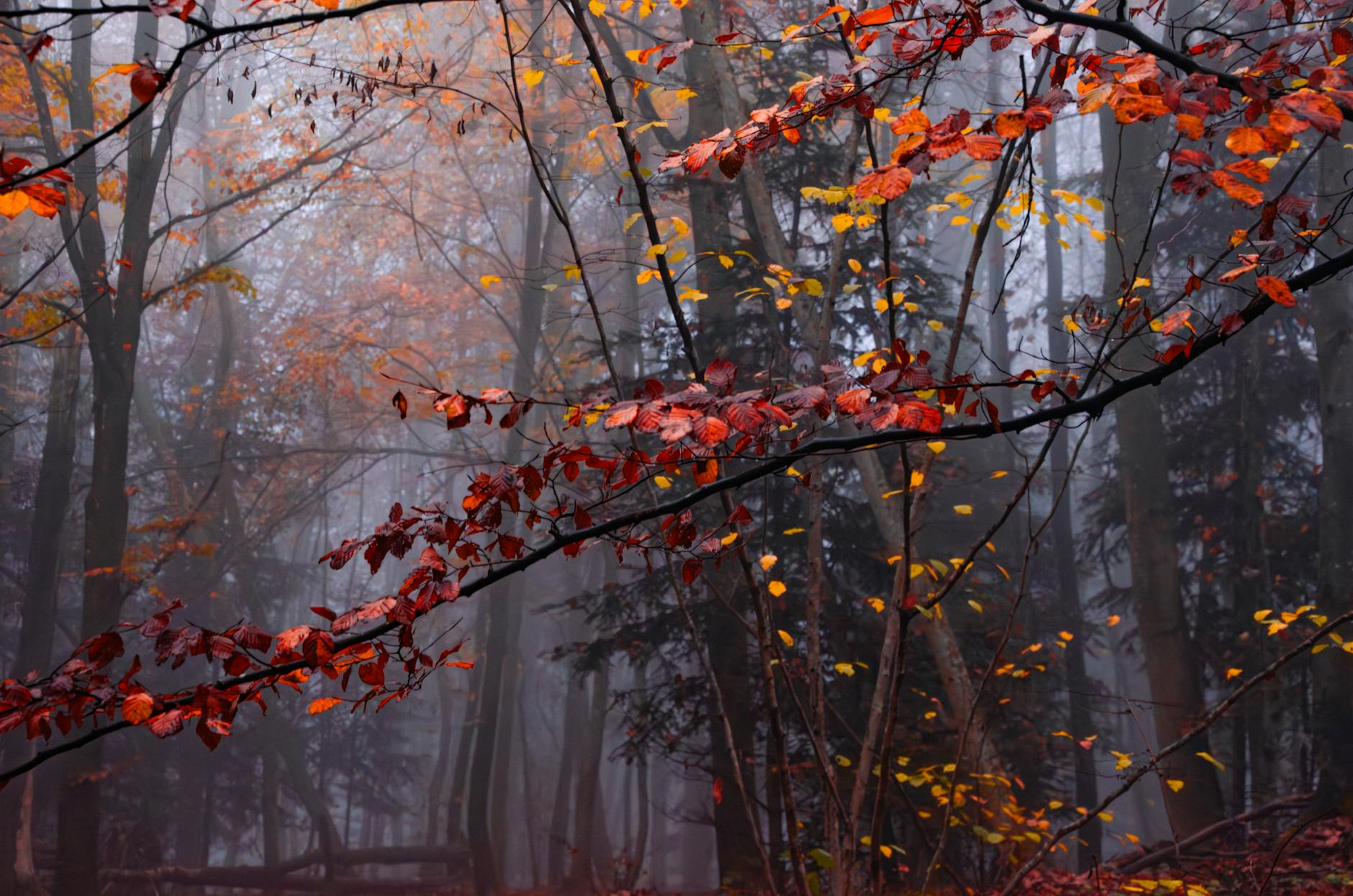 A serene view of a misty forest with vibrant autumn leaves and atmospheric fog. - seasonal mood boost