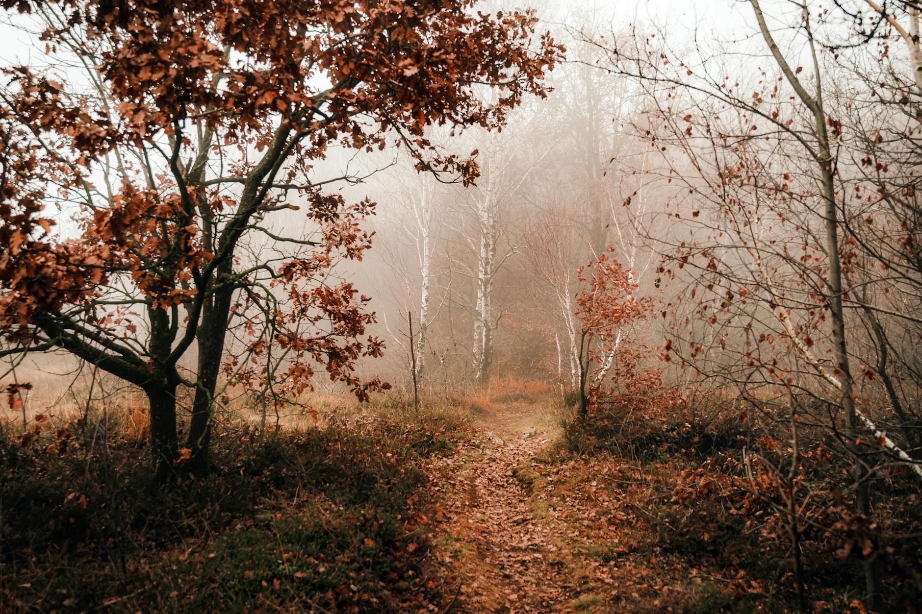 Serene misty path through autumn forest with bare trees and fallen leaves. - seasonal mood boost