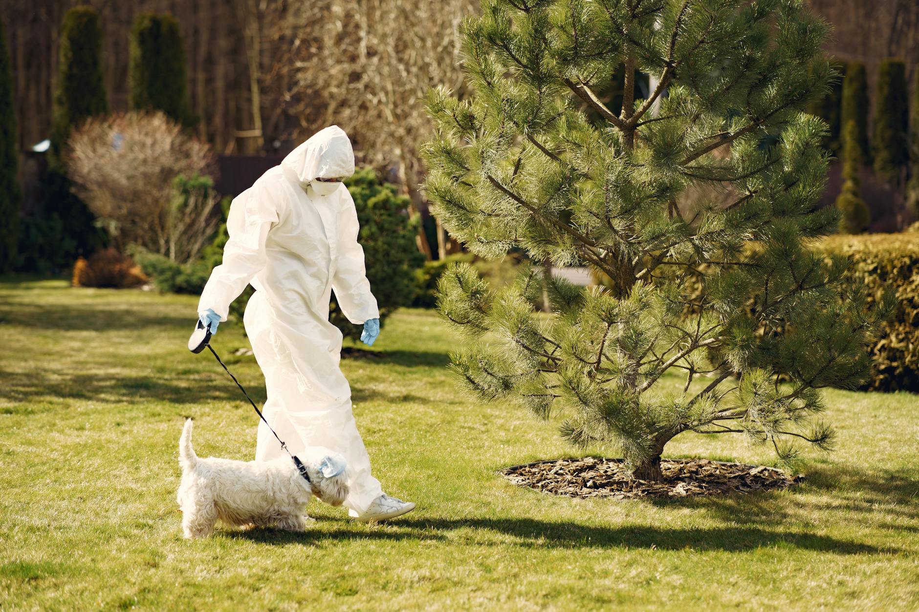 A person in a protective suit walks a dog on a sunny day in a park. - spring outdoor safety
