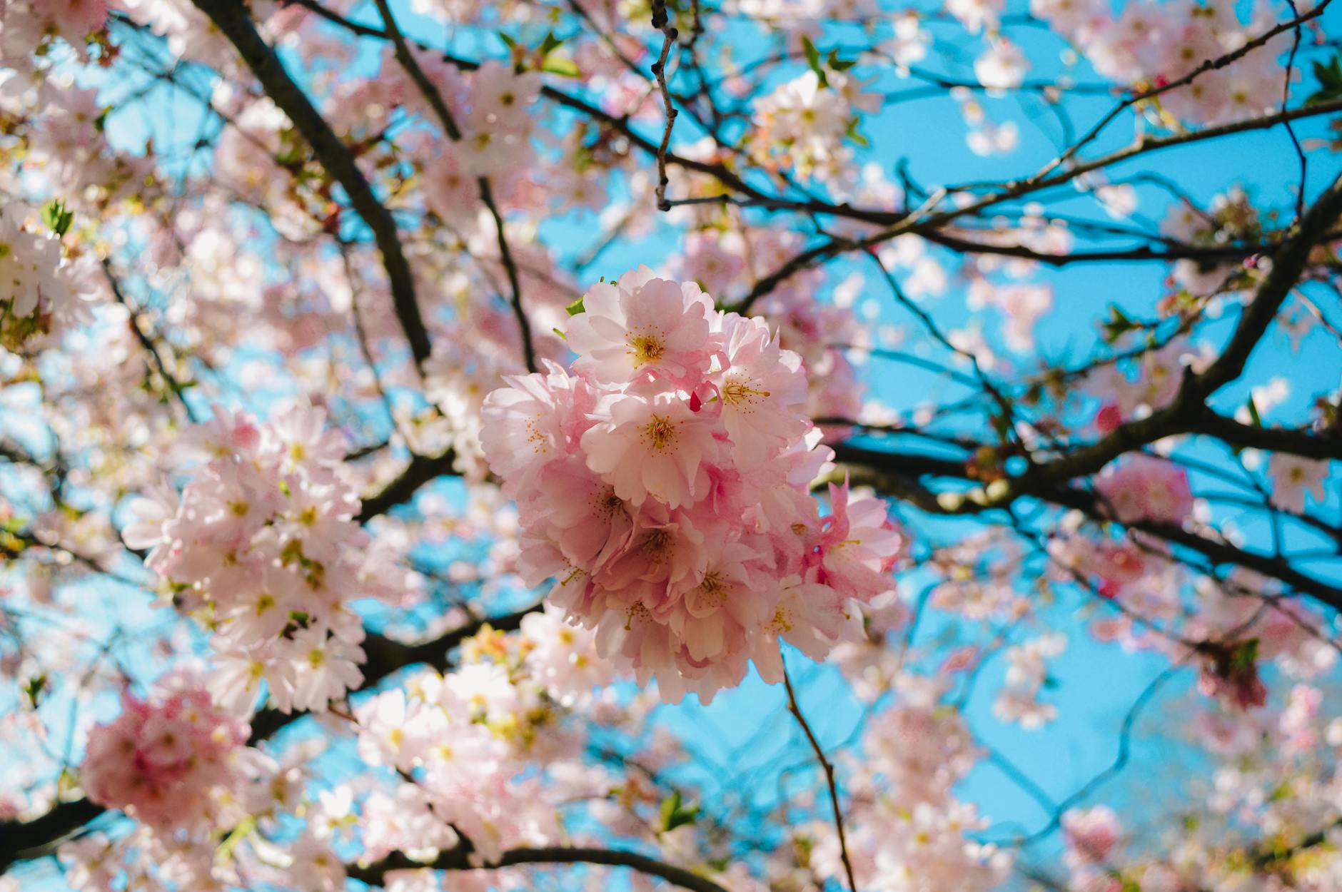 Stunning close-up of cherry blossoms against a clear blue sky, symbolizing nature's delicate beauty. - spring seasonal affective disorder