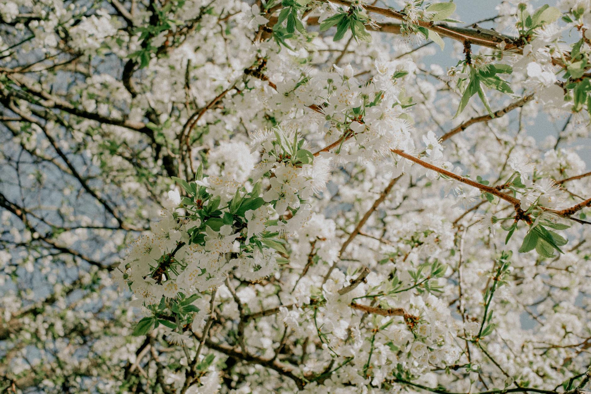 White cherry blossoms in full bloom on a sunny spring day. - spring seasonal affective disorder