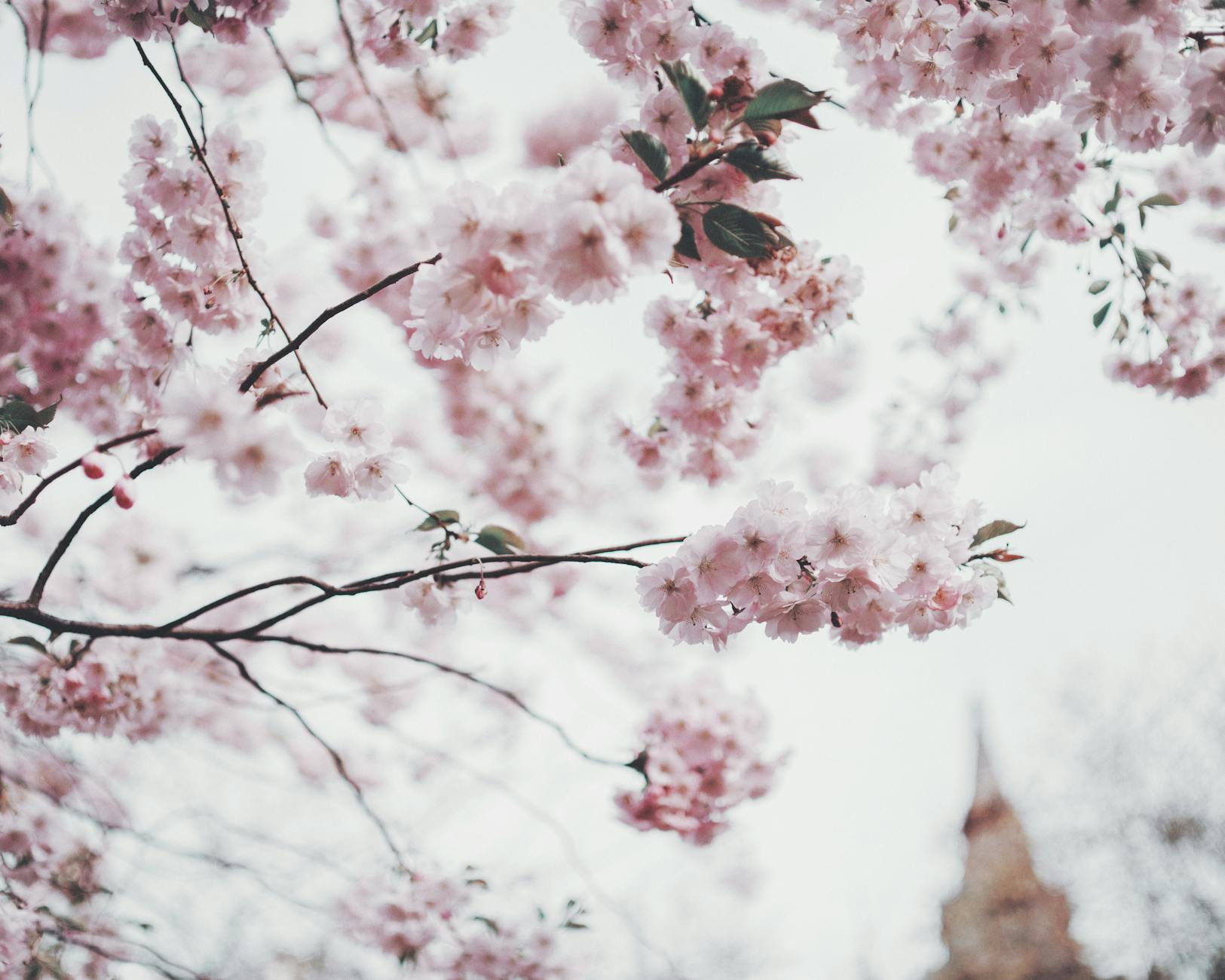 Soft focus on cherry blossoms in full bloom, capturing the essence of spring. - spring seasonal affective disorder