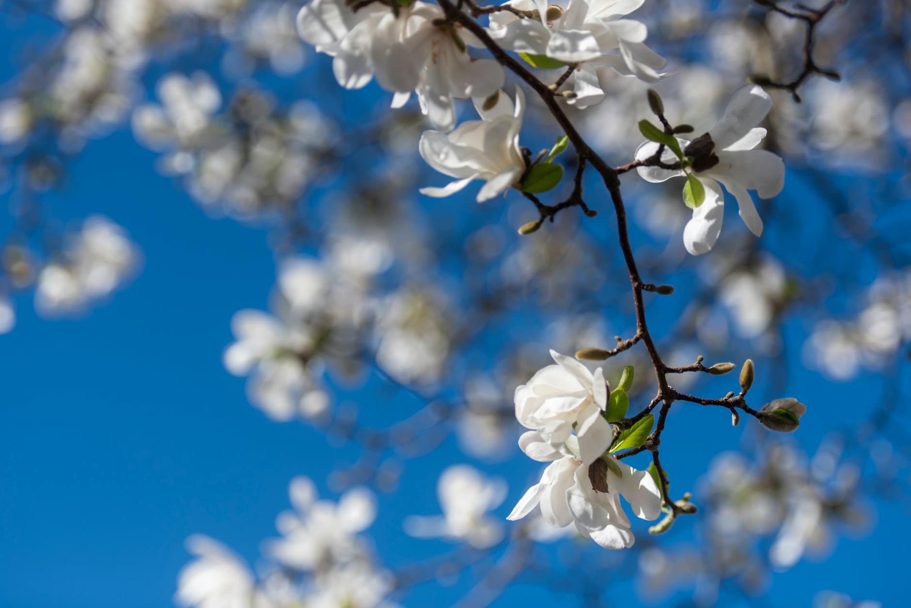 Close-up of blooming white magnolia flowers against a clear blue sky during spring. - springtime blues therapy