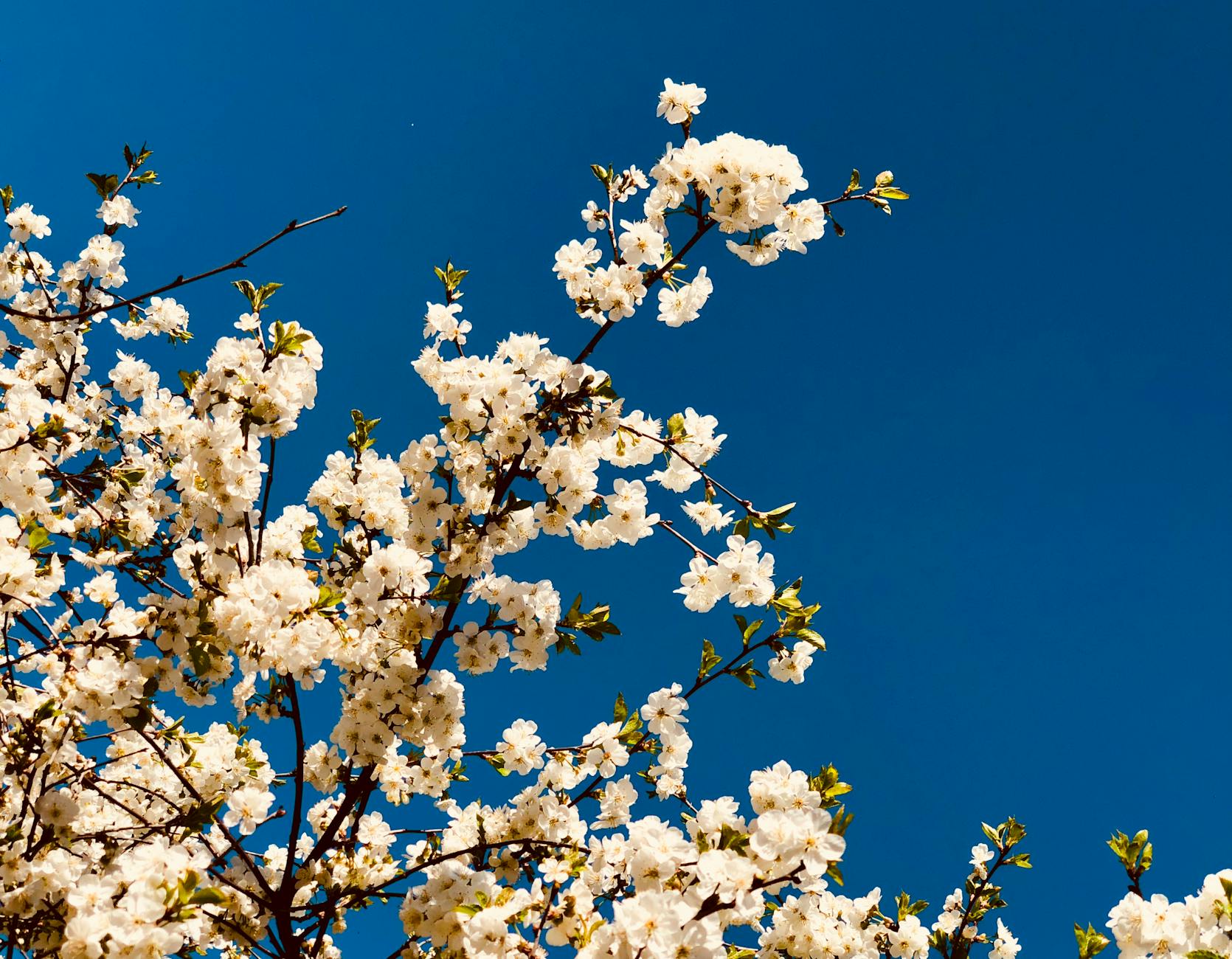 Beautiful white cherry blossoms blooming against a vibrant blue sky in spring. - springtime blues therapy