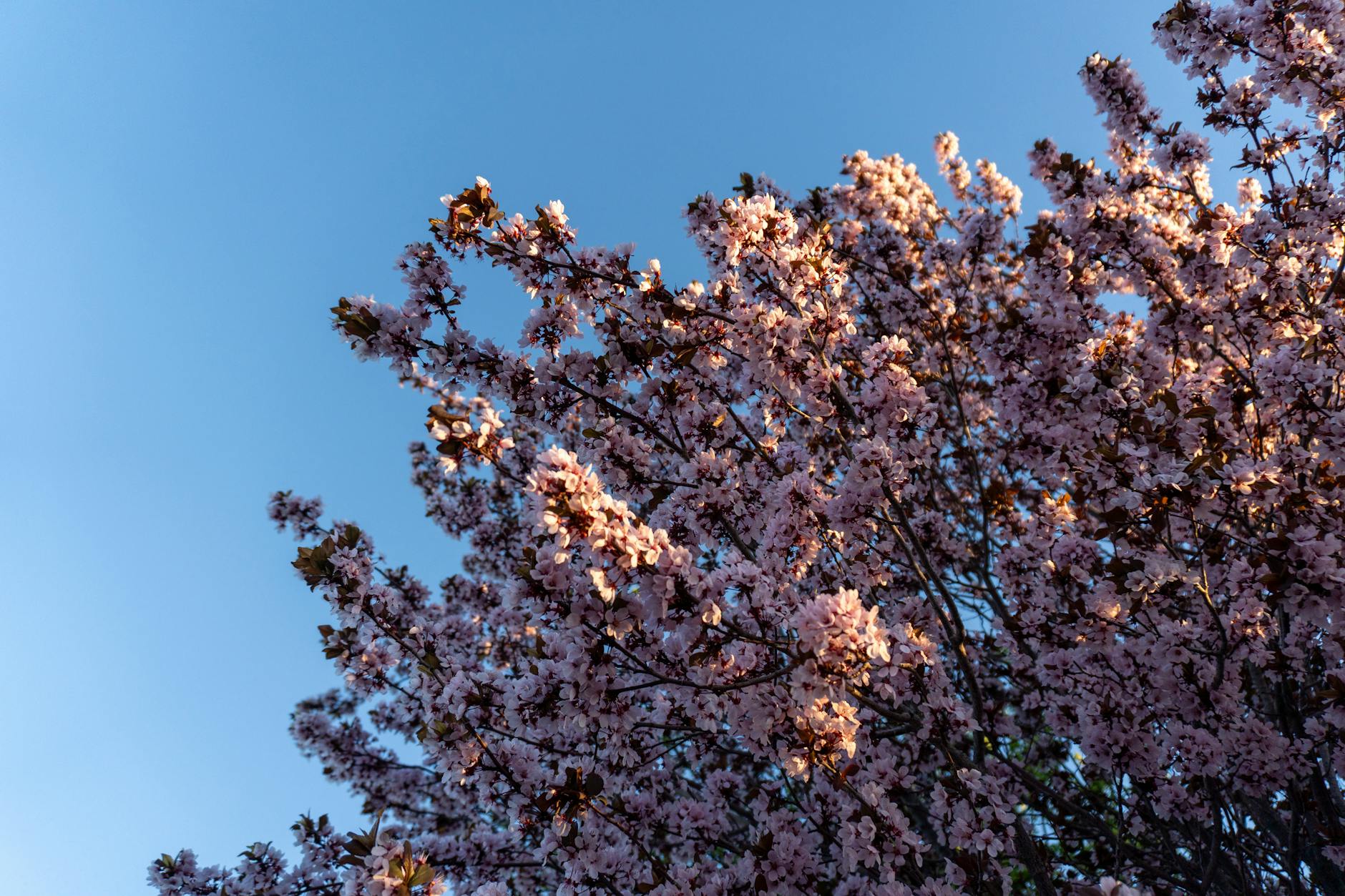 Beautiful pink blossoms on a tree against a clear blue sky, capturing the essence of spring in Nevada. - springtime blues therapy